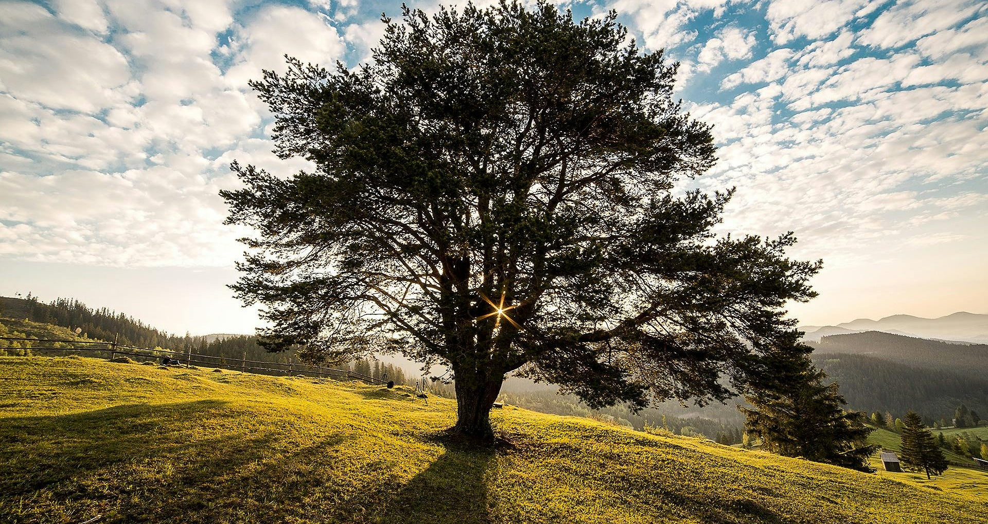Understanding the Crucial Role of Trees in Our Environment