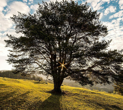 Understanding the Crucial Role of Trees in Our Environment